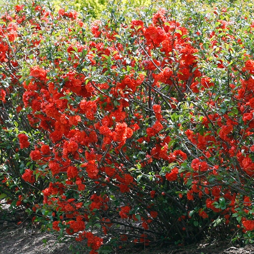 Chaenomeles speciosa Double Take Orange Proven Winners Flowering